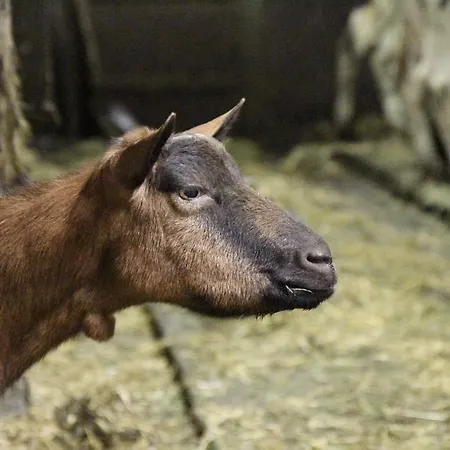 Ferienbauernhof Roth Alojamento de Turismo Rural