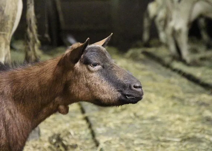 Ferienbauernhof Roth Фермерский дом